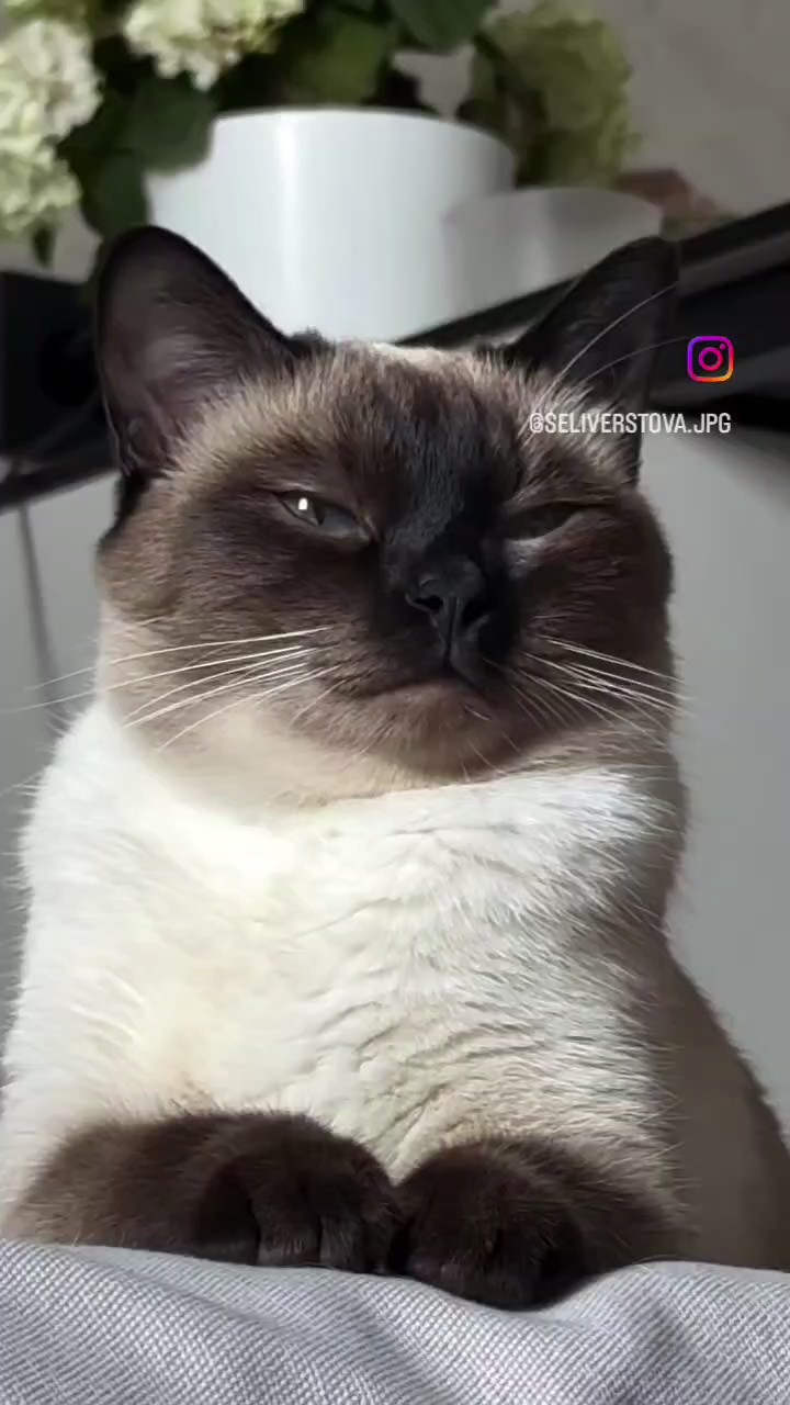 A funny cat dances in the bath