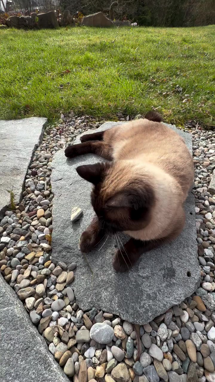 A funny cat dances in the bath