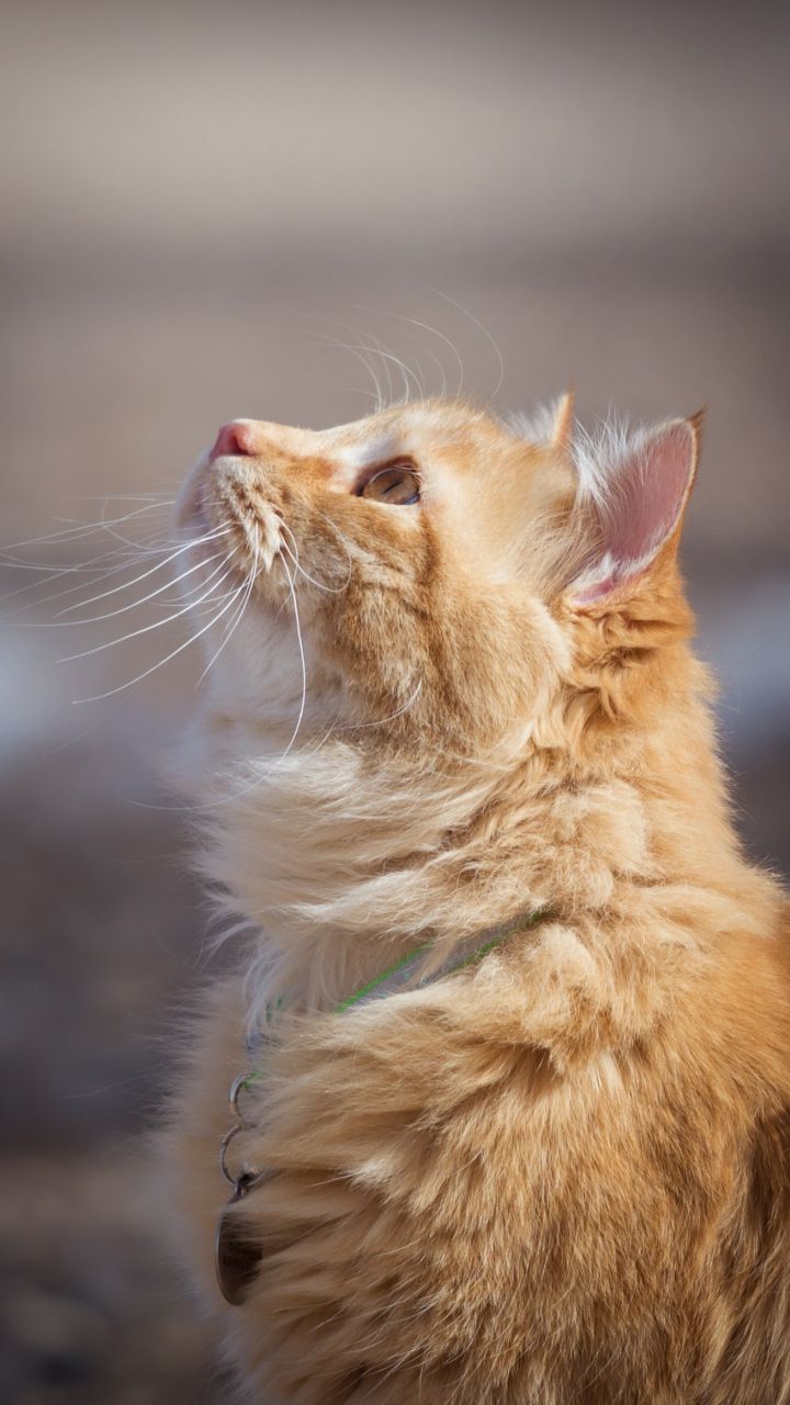 Red cat brings Good Luck